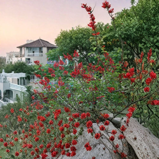 Coral Tree – Erythrina corallodendron Tree Seeds | 5 Seeds | Tropical Red Flowering Hummingbird Tree