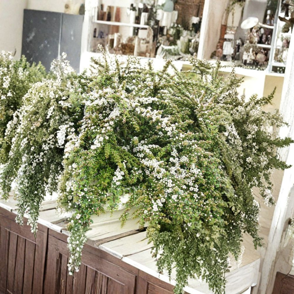 Rockspray Cotoneaster – Cotoneaster horizontalis Seeds | 480 Hardy Shrub Seeds | Red Berry Ground Cover | Bonsai & Espalier Friendly | Cold & Drought Tolerant