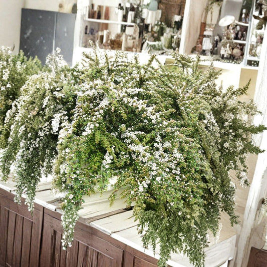 Rockspray Cotoneaster – Cotoneaster horizontalis Seeds | 480 Hardy Shrub Seeds | Red Berry Ground Cover | Bonsai & Espalier Friendly | Cold & Drought Tolerant