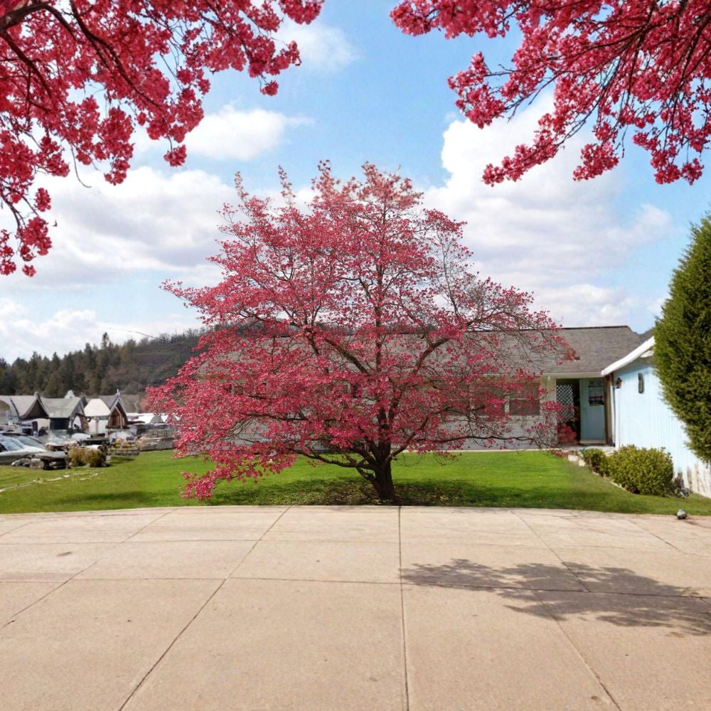 Red Flowering Dogwood – Cornus florida rubra Tree Seeds | 60 Seeds | Showy Pink Blooms | Hardy Native Ornamental | Northern Source
