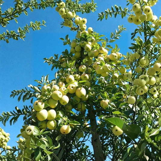 Golden Delicious Apple Tree – Malus domestica | Dwarf Live Fruit Tree 3 ft Tall | Sweet Crisp Apples | Bare Root Ready to Plant