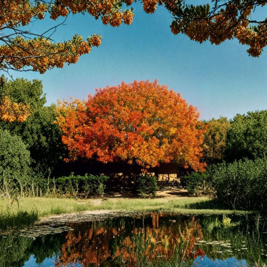 Chinese Pistache (Pistachio) – Pistacia chinensis Tree Seeds | 10 Seeds | Hardy Shade Tree with Brilliant Fall Color