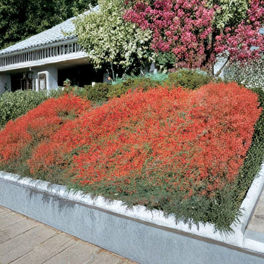 Rockspray Cotoneaster – Cotoneaster horizontalis Seeds | 960 Hardy Shrub Seeds | Red Berry Ground Cover | Bonsai & Espalier Friendly | Cold & Drought Tolerant