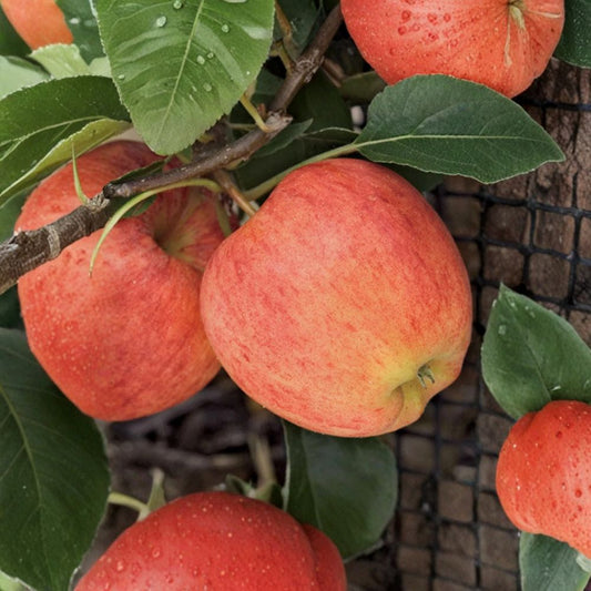 Gala Apple Tree – Malus domestica | Semi-Dwarf Live Fruit Tree 2–3 ft Tall | Sweet Crisp Apples | Bare Root Ready to Plant