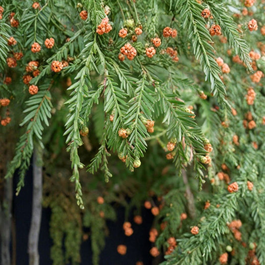 California Redwood – Sequoia sempervirens Seeds | 240 Count | Fast Growing Evergreen | Bulk Forest & Conservation Pack