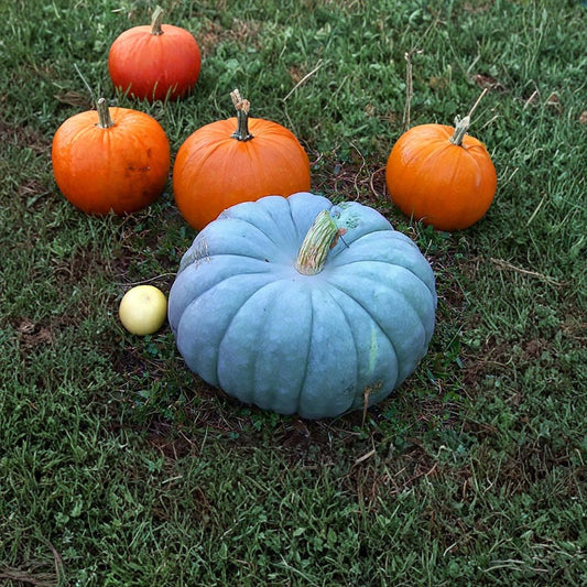 Jarrahdale Blue Pumpkin – Cucurbita maxima Seeds | 10 Heirloom Seeds | Blue-Grey Decorative Pumpkin | Sweet Baking & Pie Variety
