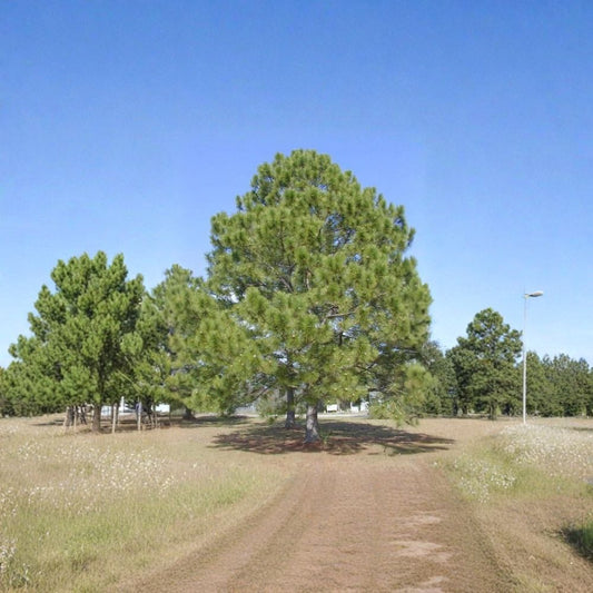 Loblolly Pine – Pinus taeda Seeds | 10 Fast Growing Evergreen Tree Seeds | Southern Pine for Windbreak, Timber & Bonsai | Hardy Zones 6–9