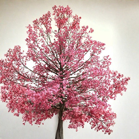 Red Flowering Dogwood – Cornus florida rubra Tree Seeds | 240 Seeds | Showy Pink Blooms | Hardy Native Ornamental | Northern Source Bulk