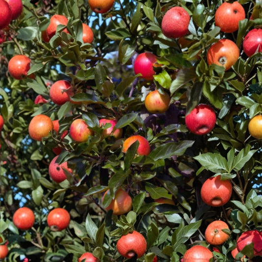 Gala Apple Tree Scions – Malus domestica | 3 Fresh Cuttings 8–10 Inches | Apple Grafting & Propagation Wood