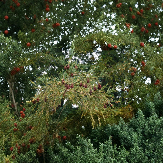 California Redwood – Sequoia sempervirens Seeds | 480 Count | Fast Growing Evergreen | Large-Scale Forestry Pack