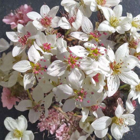 Bradford Pear (Callery Pear) – Pyrus calleryana Tree Seeds | 100 Seeds | Fast Growing Ornamental with Showy Spring Blooms & Fall Color