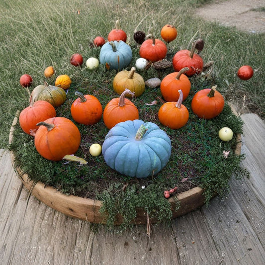 Jarrahdale Blue Pumpkin – Cucurbita maxima Seeds | 30 Heirloom Seeds | Blue-Grey Decorative Pumpkin | Sweet Pie & Baking Variety