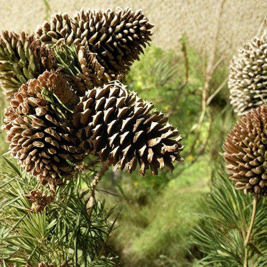 Loblolly Pine – Pinus taeda Seeds | 30 Fast Growing Evergreen Tree Seeds | Southern Pine for Windbreak, Timber & Bonsai | Hardy Zones 6–9