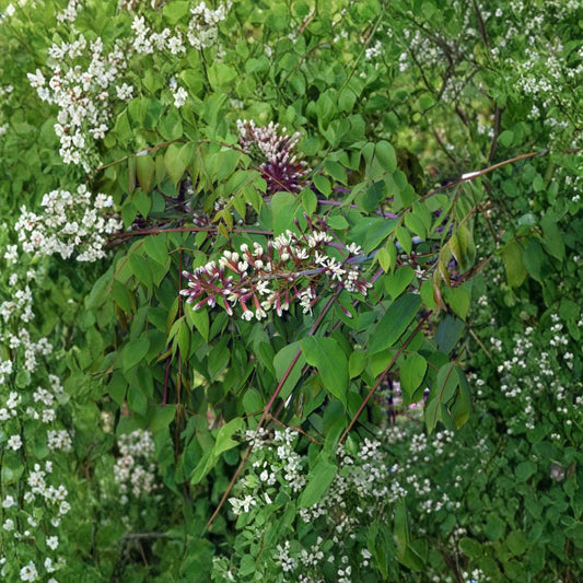 Kentucky Coffee Tree – Gymnocladus dioicus Seeds | 4 Count | Hardy Native Shade Tree | Urban & Drought Tolerant