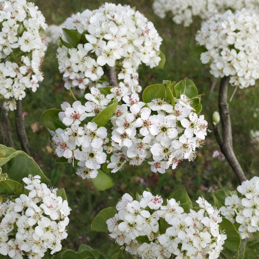 Bradford Pear (Callery Pear) – Pyrus calleryana Tree Seeds | 200 Seeds | Fast Growing Ornamental with Showy Spring Blooms & Fall Color