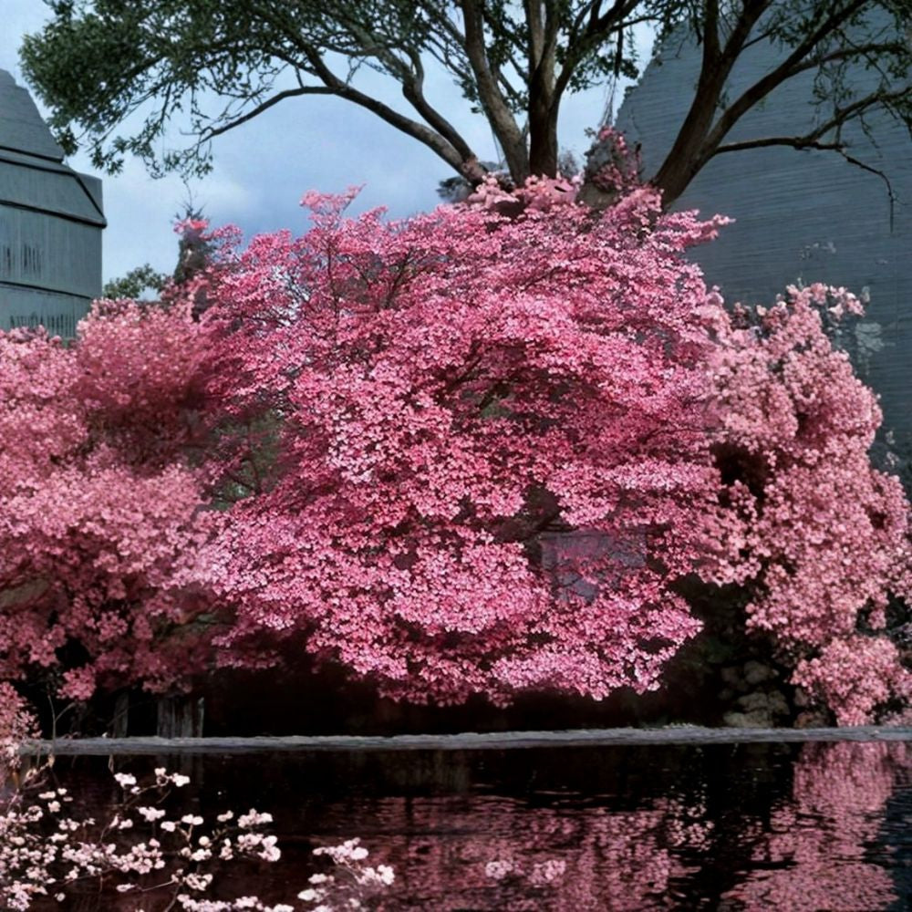 Red Flowering Dogwood – Cornus florida rubra Tree Seeds | 480 Seeds | Showy Pink Blooms | Hardy Native Ornamental | Northern Source Bulk