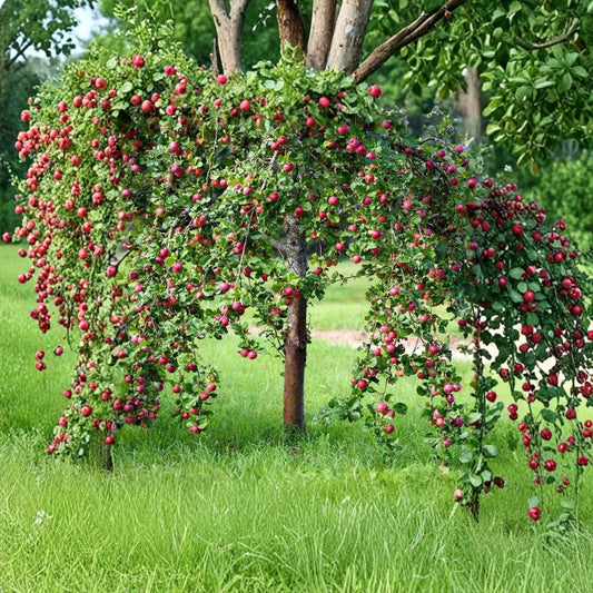 Pink Lady Apple Tree – Malus domestica | Live Fruit Tree 2 ft Tall | Crisp Sweet-Tart Apples | Bare Root Ready to Plant