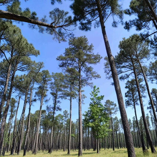 Loblolly Pine – Pinus taeda Seeds | 60 Fast Growing Evergreen Tree Seeds | Southern Pine for Windbreak, Timber & Bonsai | Hardy Zones 6–9
