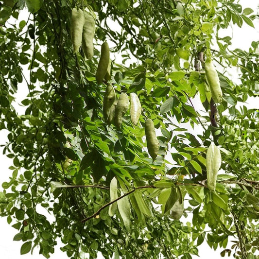 Kentucky Coffee Tree – Gymnocladus dioicus Seeds | 8 Count | Fast Growing Hardy Shade Tree | Native Urban Tolerant