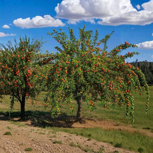 Gala Apple Trees – Malus domestica | 2 Live Fruit Trees 2 ft Tall | Sweet Crisp Apples | Bare Root Ready to Plant