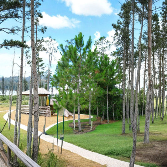 Loblolly Pine – Pinus taeda Seeds | 120 Fast Growing Evergreen Tree Seeds | Southern Pine for Windbreak, Timber & Reforestation | Hardy Zones 6–9