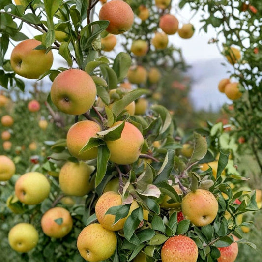 Gold Rush Apple Trees – Malus domestica | 2 Live Fruit Trees 2 ft Tall | Crisp Citrus-Honey Apples | Bare Root Ready to Plant