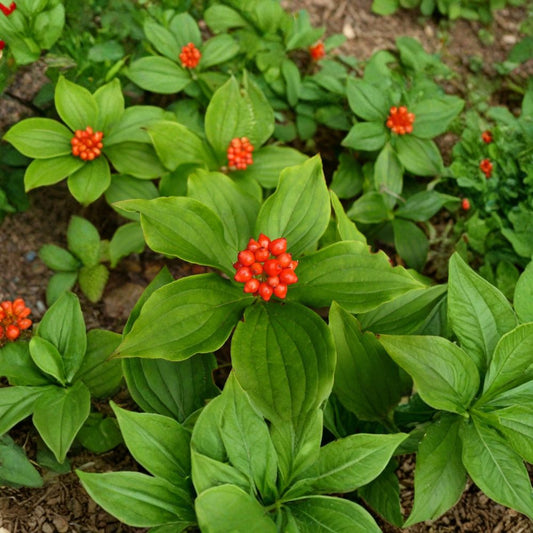 Creeping Dogwood (Bunchberry) – Cornus canadensis Seeds | 30 Seeds | Hardy Shade Ground Cover | Native Woodland Plant