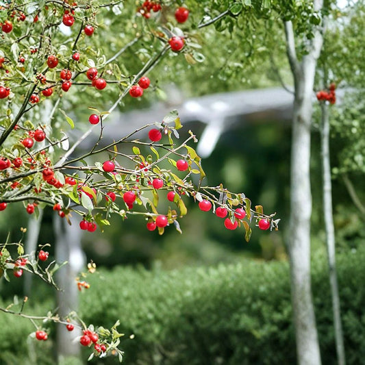Red Huckleberry – Vaccinium parvifolium Seeds | 10 Count | Native Edible Berry Shrub | Shade Loving Woodland Plant