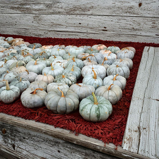 Jarrahdale Blue Pumpkin – Cucurbita maxima Seeds | 240 Heirloom Seeds | Blue-Grey Decorative Pumpkin | Sweet Baking & Pie Variety