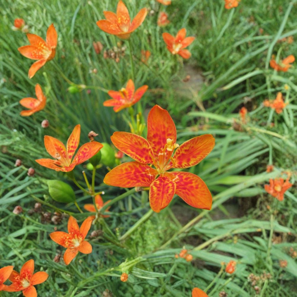 Blackberry Lily – Belamcanda chinensis (Iris domestica) Perennial Seeds | 100 Seeds | Spotted Orange Blooms | Unique Seed Pods | Easy to Grow