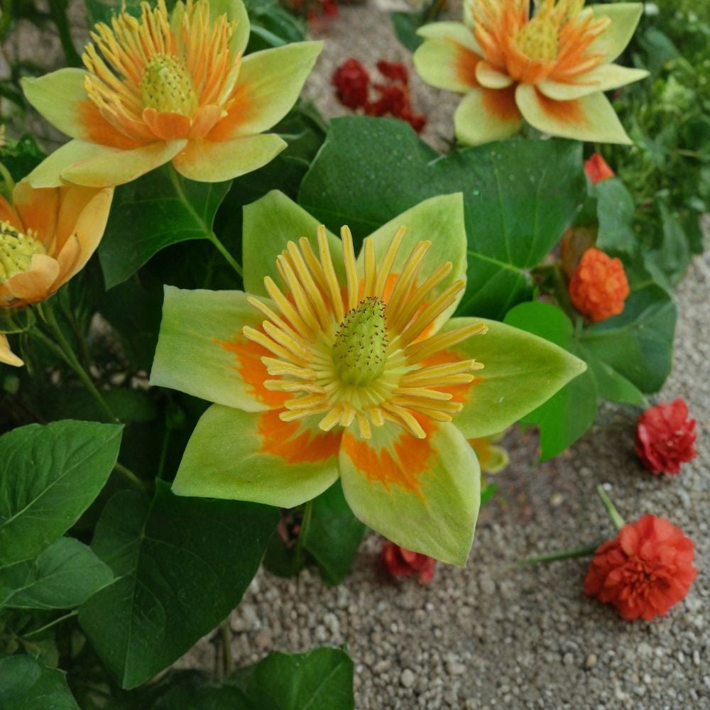 Tulip Tree – Liriodendron tulipifera Seeds | 30 Count | Fast Growing Shade Tree | Yellow Tulip Flowers | Cold Hardy Native Tree