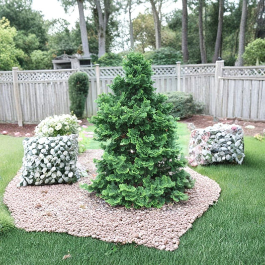 Hinoki Cypress – Chamaecyparis obtusa Tree Seeds | 150 Seeds | Hardy Evergreen Bonsai & Hedge Tree