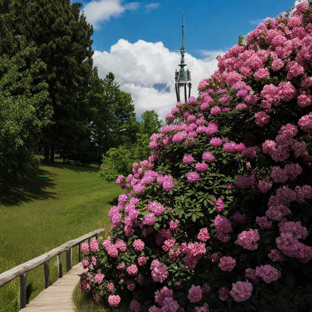 Rosebay Rhododendron – Rhododendron maximum Seeds | 300 Seeds | Hardy Evergreen Woodland Shrub