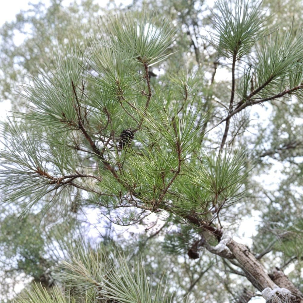 Loblolly Pine – Pinus taeda Seeds | 240 Fast Growing Evergreen Tree Seeds | Southern Pine for Windbreak, Timber & Reforestation | Hardy Zones 6–9
