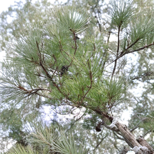 Loblolly Pine – Pinus taeda Seeds | 240 Fast Growing Evergreen Tree Seeds | Southern Pine for Windbreak, Timber & Reforestation | Hardy Zones 6–9