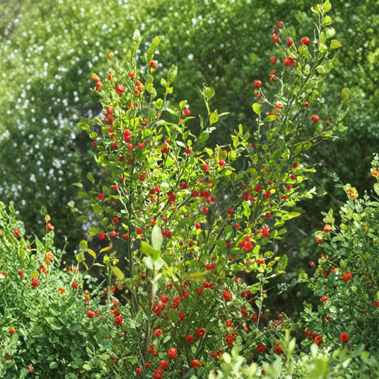 Red Huckleberry – Vaccinium parvifolium Seeds | 30 Count | Native Woodland Berry Shrub | Acid Loving Wildlife Plant