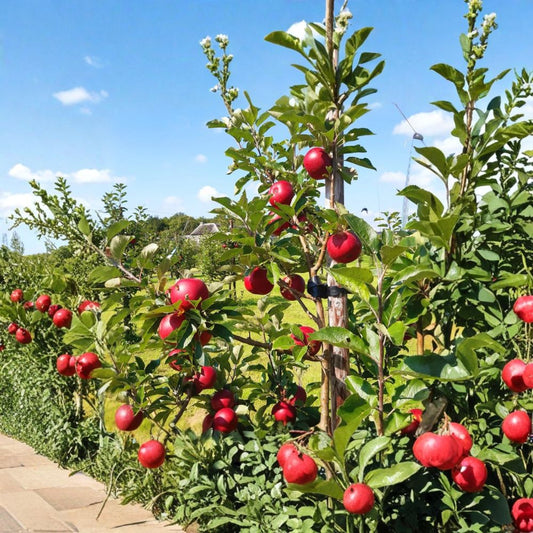 Rosette Apple Tree – Malus domestica | Live Fruit Tree 2–3 ft Tall | Garden & Backyard Orchard Plant | Easy to Grow