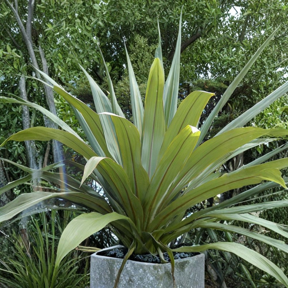 Blue Dracaena – Cordyline indivisa Seeds | 50 Seeds | Rare New Zealand Evergreen | Dramatic Blue Foliage Landscape Plant