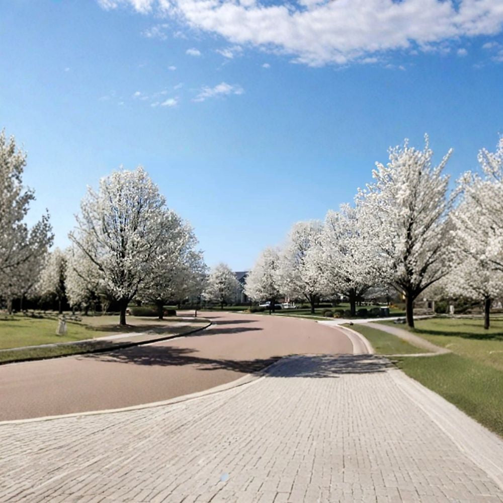 Bradford Pear (Callery Pear) – Pyrus calleryana Tree Seeds | 1600 Seeds | Fast Growing Ornamental with Showy Spring Blooms & Fall Color