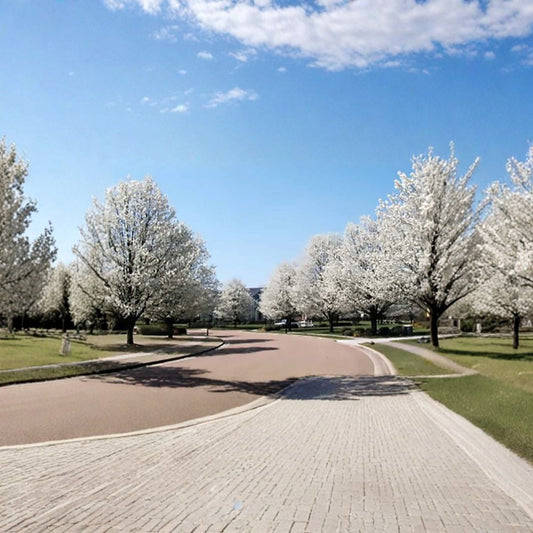 Bradford Pear (Callery Pear) – Pyrus calleryana Tree Seeds | 1600 Seeds | Fast Growing Ornamental with Showy Spring Blooms & Fall Color