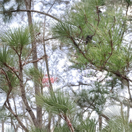 Loblolly Pine – Pinus taeda Seeds | 480 Fast Growing Evergreen Tree Seeds | Southern Pine for Windbreak, Timber & Reforestation | Hardy Zones 6–9