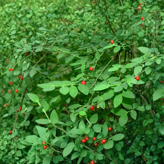 Red Huckleberry – Vaccinium parvifolium Seeds | 60 Count | Native Edible Berry Shrub | Restoration & Wildlife Plant