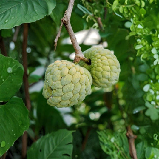 Sugar Apple Tree – Annona squamosa | Live Tropical Fruit Plant 8 Inches Tall | 3" Pot Sweetsop Tree | Easy to Grow