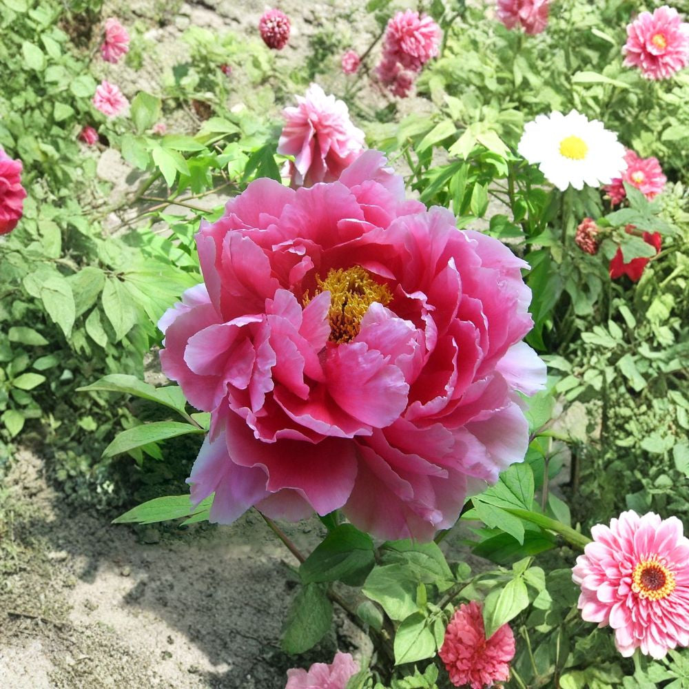 Tree Peony – Paeonia suffruticosa Seeds | 5 Large Flowering Shrub Seeds | Hardy Deciduous Peony | Pink & White Blooms | Zones 4–8