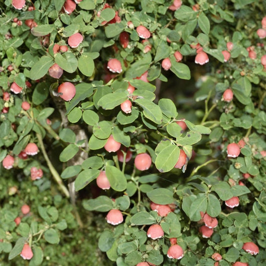 Red Huckleberry – Vaccinium parvifolium Seeds | 120 Count | Native Woodland Berry Shrub | Bulk Habitat & Restoration Planting