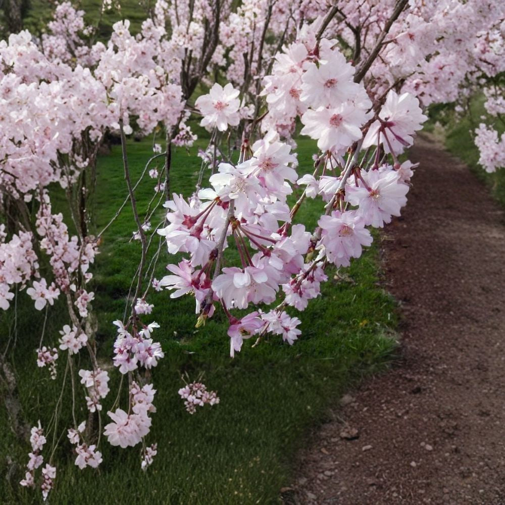 Weeping Higan Cherry – Prunus subhirtella pendula Tree Seeds | 15 Seeds | Fast Growing Pink Weeping Ornamental