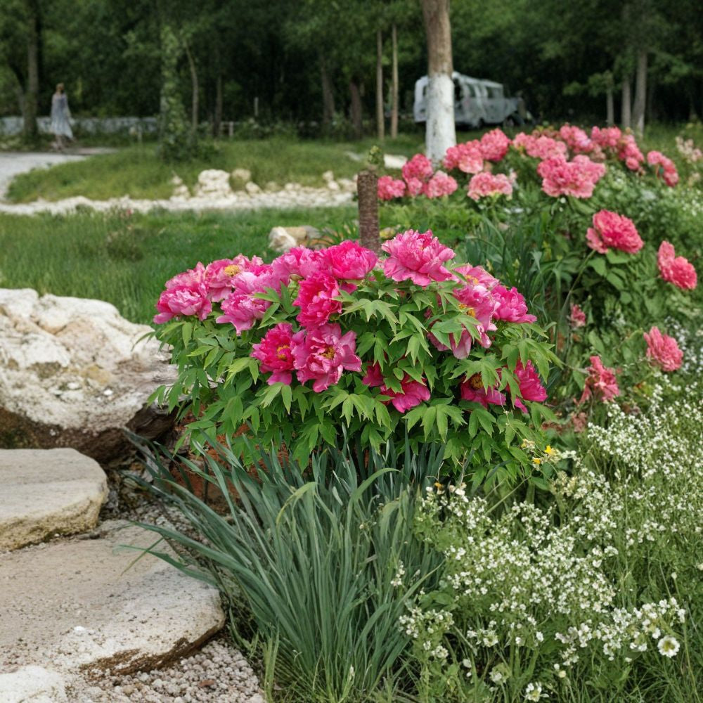Tree Peony – Paeonia suffruticosa Seeds | 15 Large Flowering Shrub Seeds | Hardy Deciduous Peony | Pink & White Blooms | Zones 4–8
