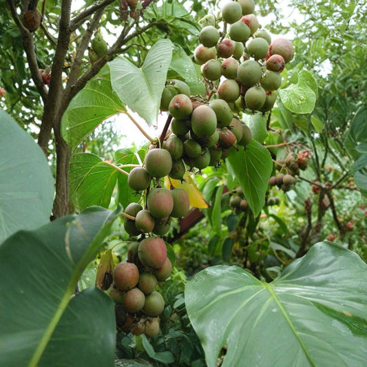 Hardy Kiwi – Actinidia arguta Seeds | 50 Cold Hardy Kiwi Berry Vine Seeds | Fast Growing Edible Fruit Vine | Zones 4–8