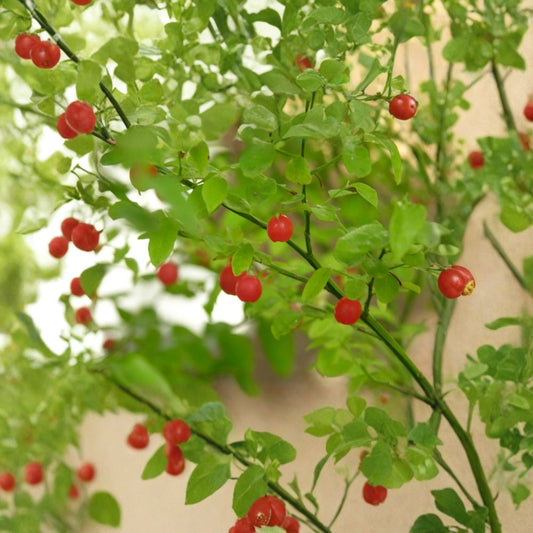 Red Huckleberry – Vaccinium parvifolium Seeds | 480 Count | Wholesale Native Berry Shrub | Large Scale Restoration & Nursery Use
