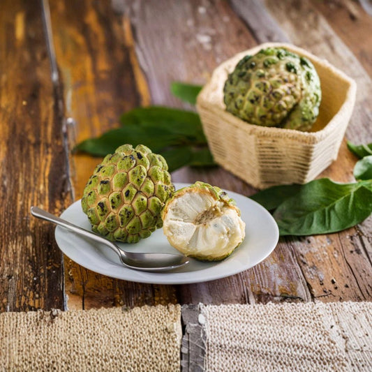 Sugar Apple Tree – Annona squamosa Grafted Plant | 2–4 Ft Tall Live Fruit Tree | Tropical Sweetsop Tree | Ready to Plant
